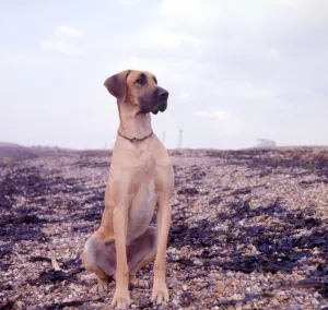 Great Dane Breed Drucke: (insert)