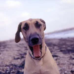 Friendly Dog Breeds Drucke: (insert)