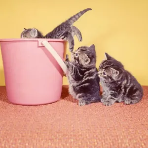 Playful Kitten Images Drucke: (insert)