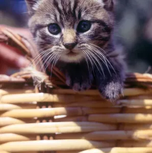 Grey Tabby Cat Drucke: (insert)