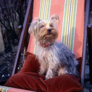 Small Dog Breeds UK Drucke: (insert)