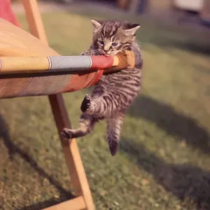 Cute Kittens Online Drucke: (insert)