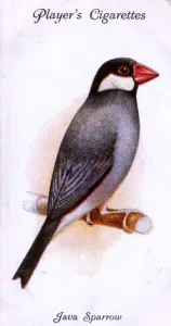 Kakadu-Käfer