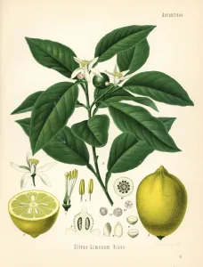 Botanisch Drucke: Zitronenbaum und Frucht, Zitrone Limon