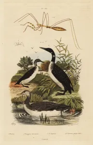 Handcoloured Steel Engravings Art Drucke: Loons and thread-legged bug