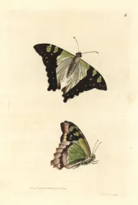 Drucke von Macleays Riesenschwanzbutterfliege, Graphium macleayanus (Macleays Schmetterling Papilio macleayanus) Schmetterling Kunstdrucke: Maklays Schwanzfalter, Graphium macleayanus