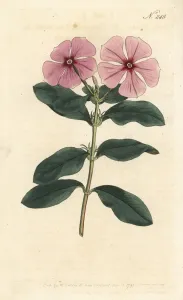 Botanisch Drucke: Madagaskar-Lilienblume, Catharanthus roseus