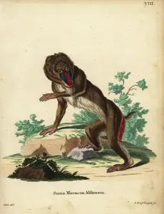 Mandril, Mandrillus sphynx. Gefährdet