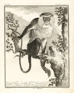 Mona Affenmönch, Cercopithecus mona