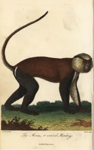 Mone oder vielfältiger Affe, Cercopithecus mona