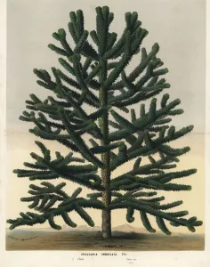 Bambusbaum aus Südamerika, Araucaria araucana ist vom Aussterben bedroht
