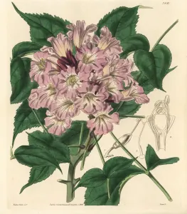 Neuwboldia laevis