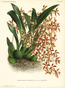 Orchidee Oncidium constrictum
