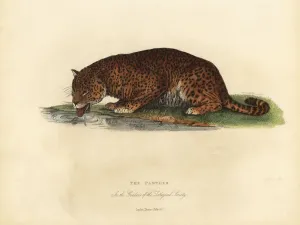 Panther Panthera Pardus oder Panthera Onca