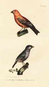 Eiche graubek und Java Reisvogel