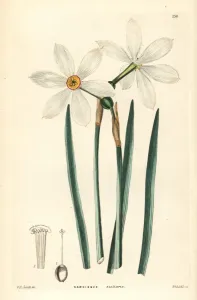 Dichter Daphne, Narziss Narcissus poeticus Unterart radiifloris
