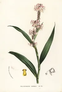 Orchide von Polystachya rhodoptera