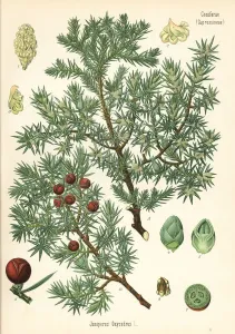 Hermann Adolph Koehler Art Drucke: Prickly juniper, Juniperus oxycedrus