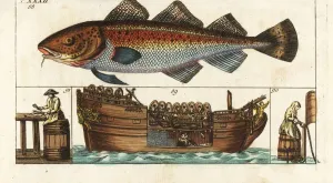 Verarbeitung von Cod, Gadus morhua auf einem Fabrikschiff
