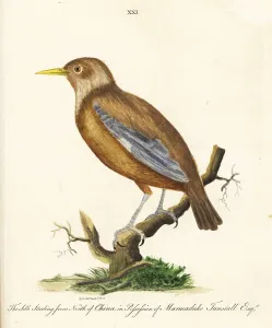 Rotbeißiger Starler, Sturnus sericeus