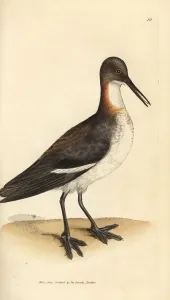 Rotbein-Pflügerente, Phalaropus lobatus