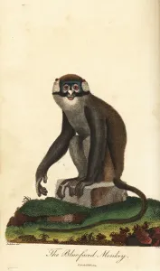 Rotkaferaffe, Cercopithecus ascanius