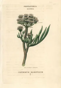 Botanisch Drucke: Meersamphir oder Felssamphir, Crithmum maritimum