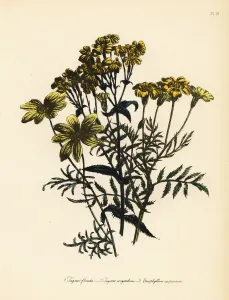 Victorian Era Lithograph Prints Drucke: Tagetes and Eriophyllum species