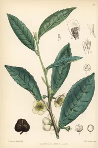 Teebaum, Camellia sinensis