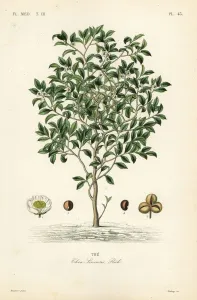 Teebaum oder Teeblume, Kamillienart (Camellia sinensis)