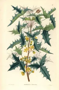 Dreiflieder-Berberitze, Berberis trifoliata