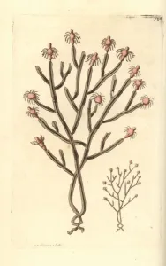 Baumschwamm, Eudendrium ramosum