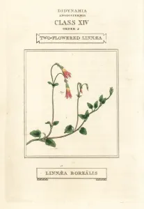Zwillingsschönlein oder zweiflügelige Linnaea, Linnaea borealis