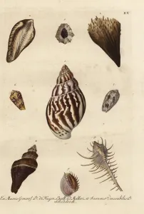 Viele Schalenfossilien