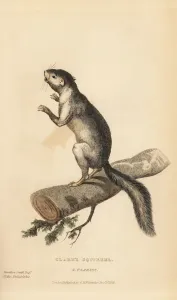 Westlicher Grauohrmaulwasser (Sciurus griseus clarkii)