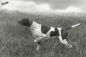 Banchory-Fallpointer