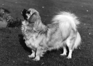 Tibetan Spaniel, Fall, 73