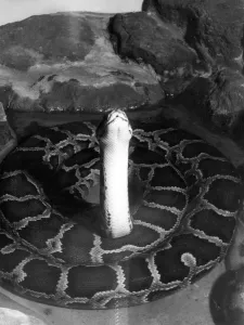 INDIAN PYTHON