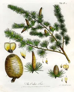 Cedar Tree