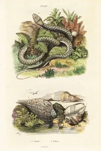 Natural History Prints Online Drucke: Paper fig shell and amethystine python