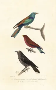 Handcoloured Prints Online Drucke: Rollers and nutcracker
