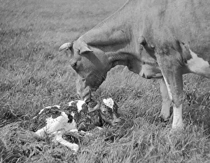Historical Farm Animals Drucke: Newborn Calf