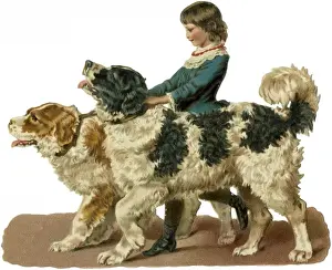 Newfoundland Dog Breeds Drucke: Newfoundland Scrap