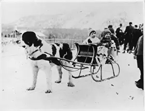 Swedish Winter Landscape Drucke: Newfoundland & Sleigh