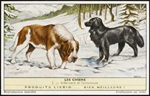 Newfoundland Dog Breeds Drucke: Newfoundland, St Bernard