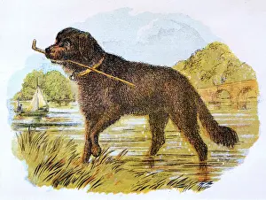 Drucke von Dieser Neufundlandhund liebt Wasser wie alle Rasse und hat sich gerade in den Fluss gestürzt um das Stück seines Herrn zu holen. Datum: ungefähr 1870 Neufundland Drucke: Neufundland mit Stock