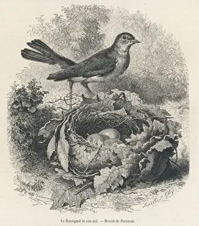 Drucke von (Daulius luscinia) Nachtigall auf ihrem Nest Nachtigall Drucke: Nachtschmetterling (Freeman)