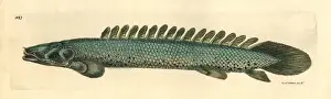 Historical Fish Illustrations Drucke: Nile bichir, Polypterus bichir
