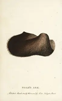 Nuhs Ark Schale, Arca Noae