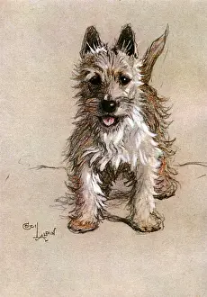 Historical Dog Breeds Drucke: Norwich Terrier